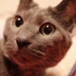 けんぽっぽ さんのプロフィール写真